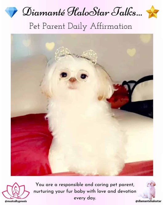 💎Dɪᴀᴍᴀɴᴛᴇ HᴀʟᴏSᴛᴀʀ Tᴀʟᴋs…Pet Parent Affirmation🌟