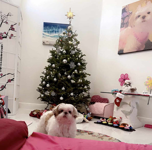 A white shihtzu named Diamante HaloStar in front of her Christmas tree